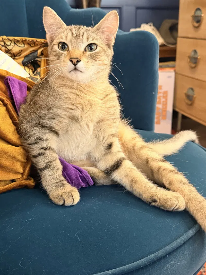 Faith, a female kitten up for adoption