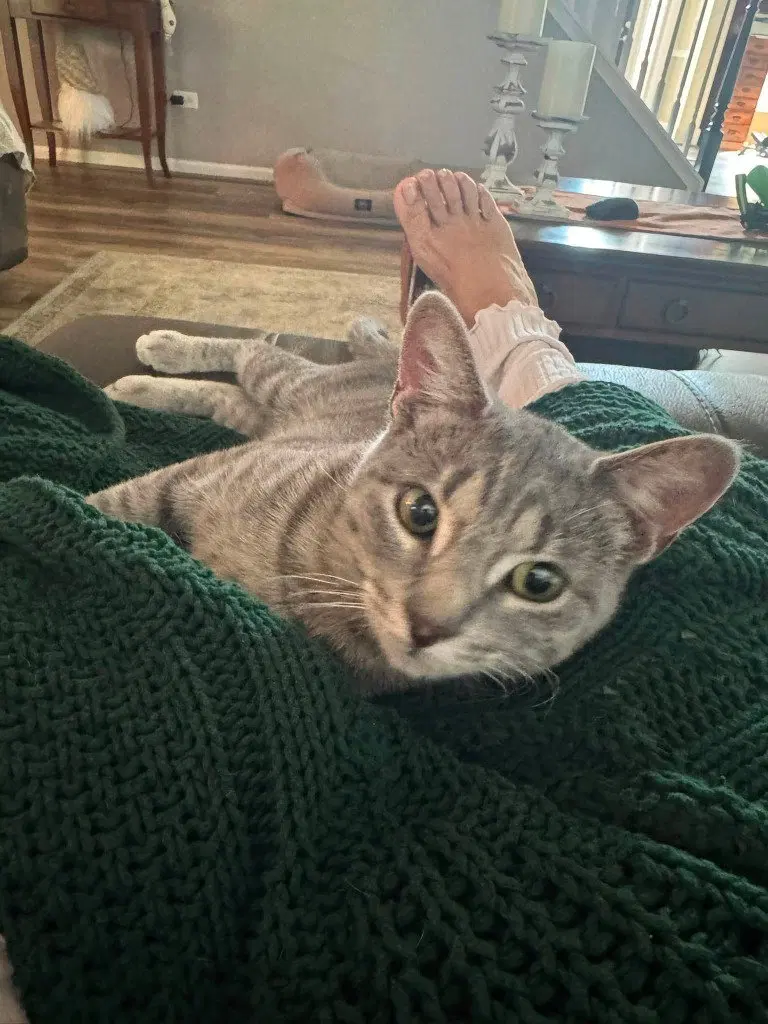 Lilly, a young female cat up for adoption