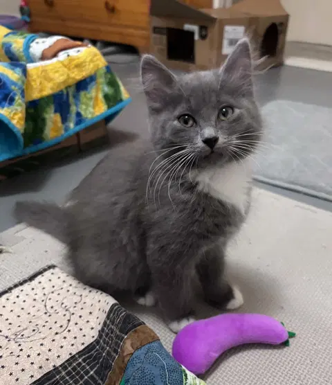 Watch the video of Pixie