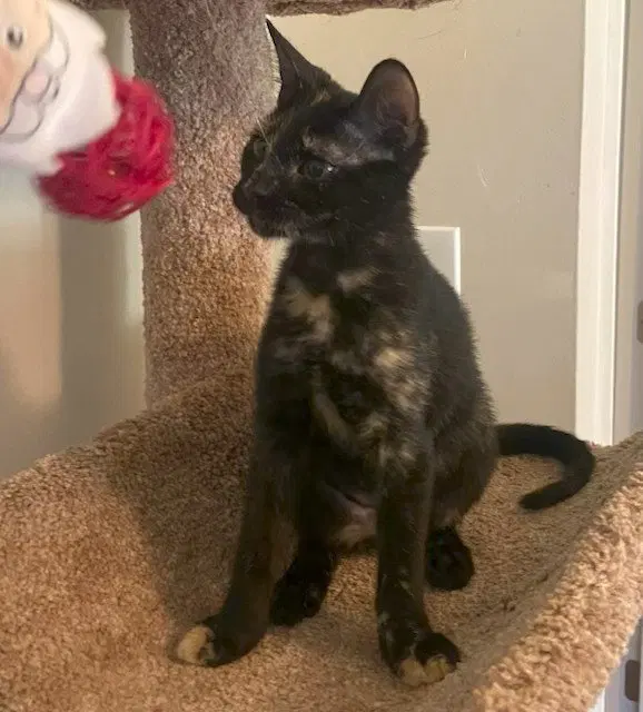 Sadie, a female Tortoiseshell kitten up for adoption