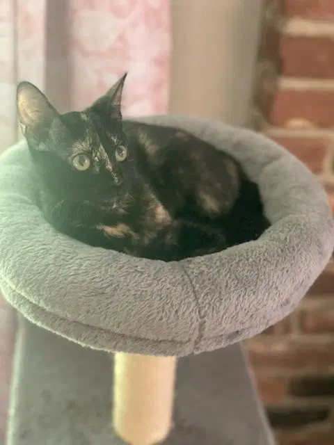 Sadie, photo 2