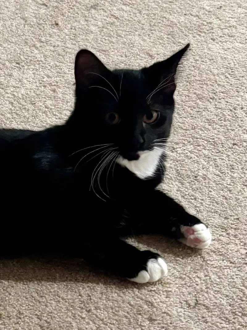 Cat, photo 2