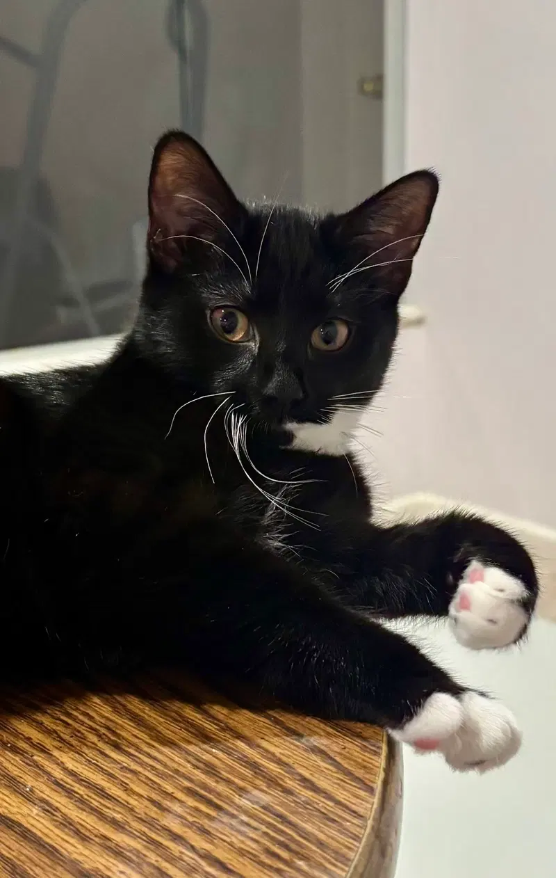Cat, photo 3