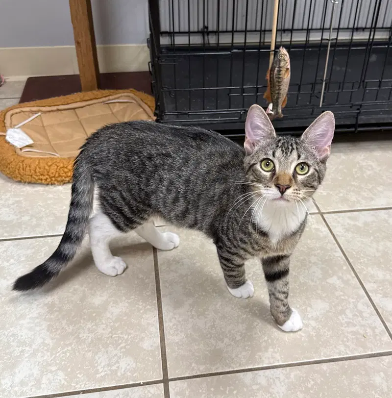 Dell, photo 2