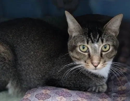 Winston, an adult male cat up for adoption