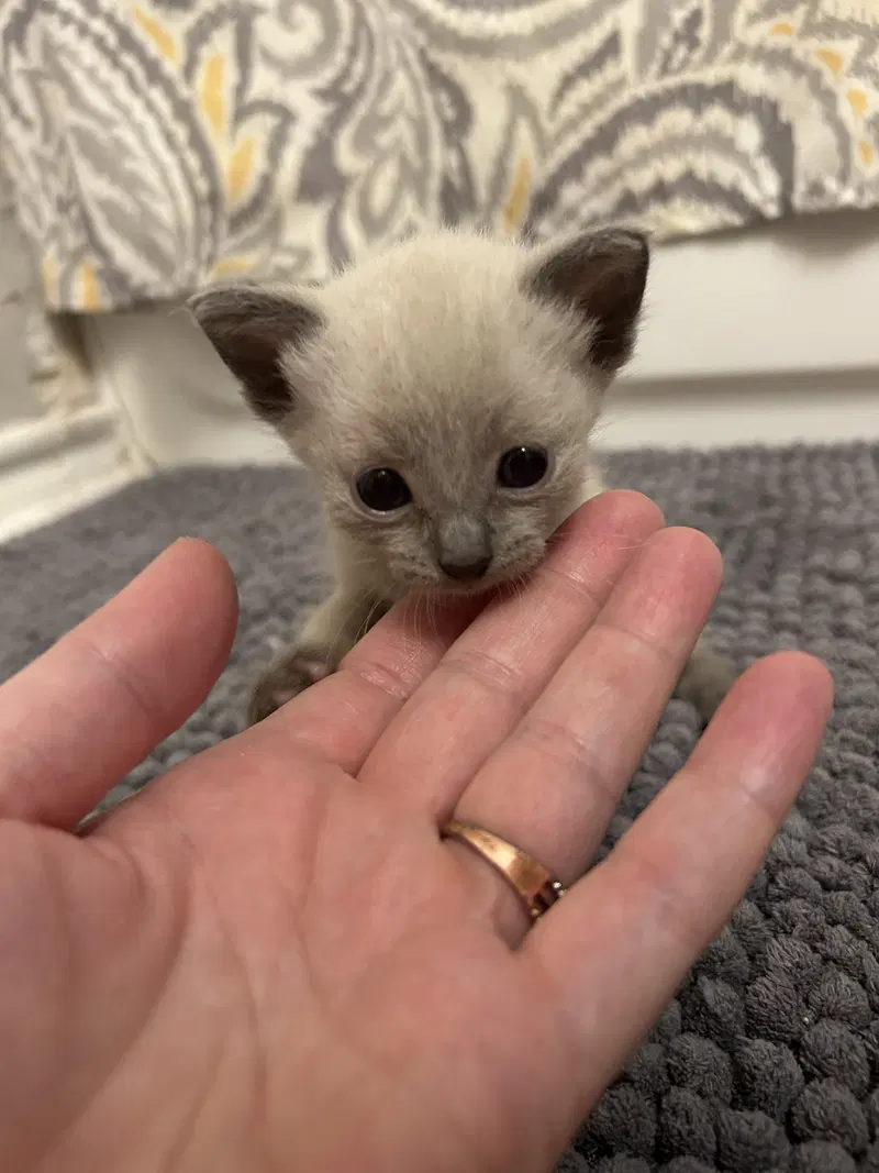 Gremmy, a female kitten up for adoption