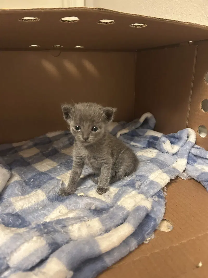 Grenadine, a female kitten up for adoption