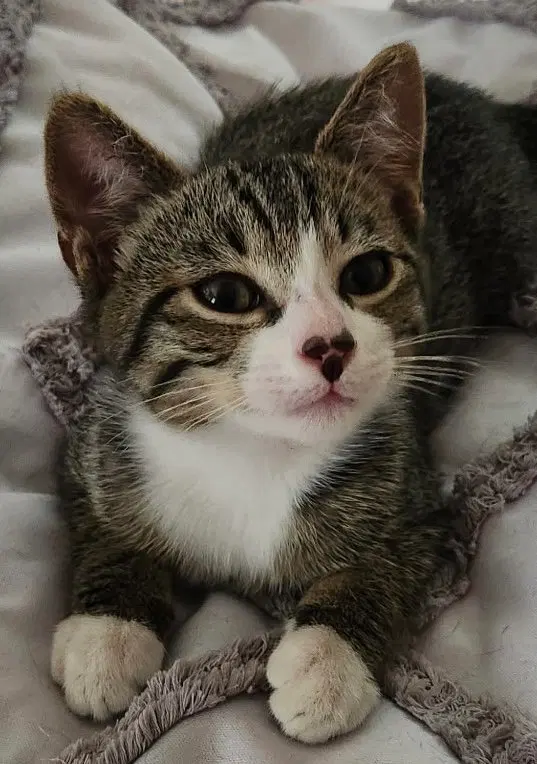 Oliver, a male kitten up for adoption