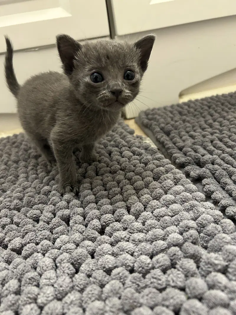 Grouchy, a male kitten up for adoption