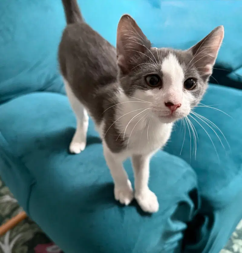 TippyToe, a female kitten up for adoption