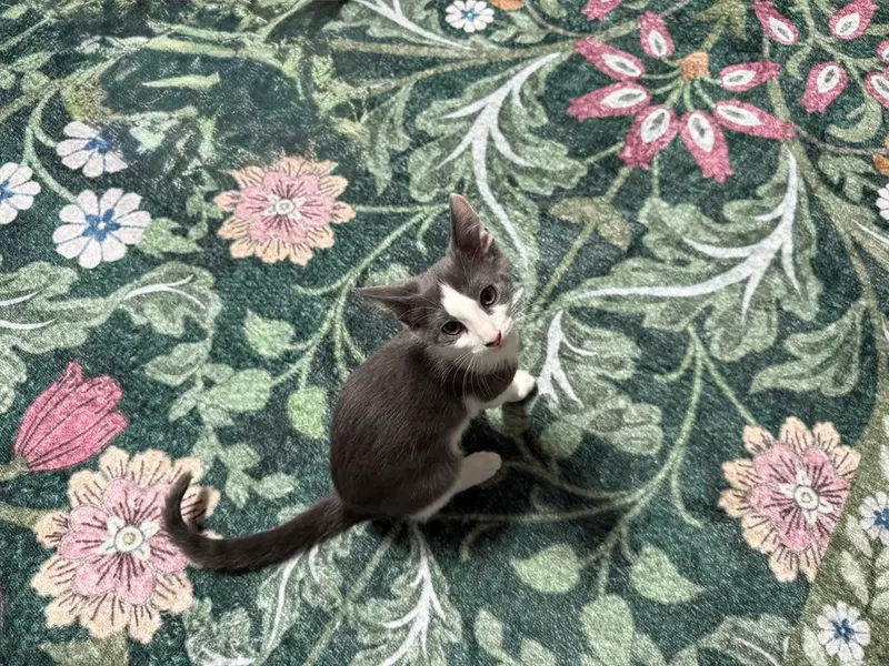 TippyToe, photo 3
