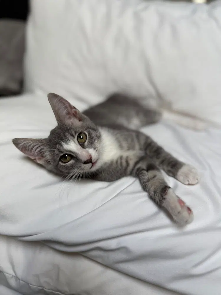 StripeyJoe, a male kitten up for adoption