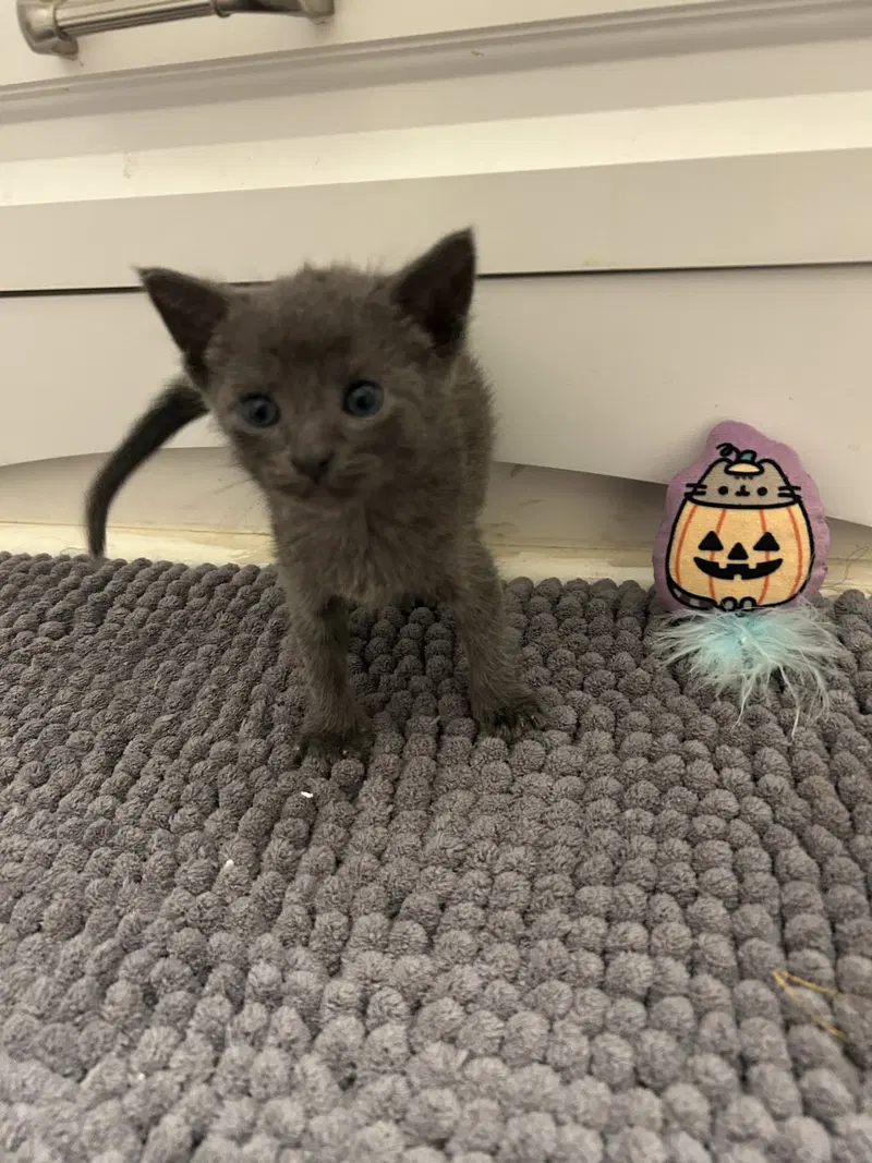 Grayson, a male kitten up for adoption
