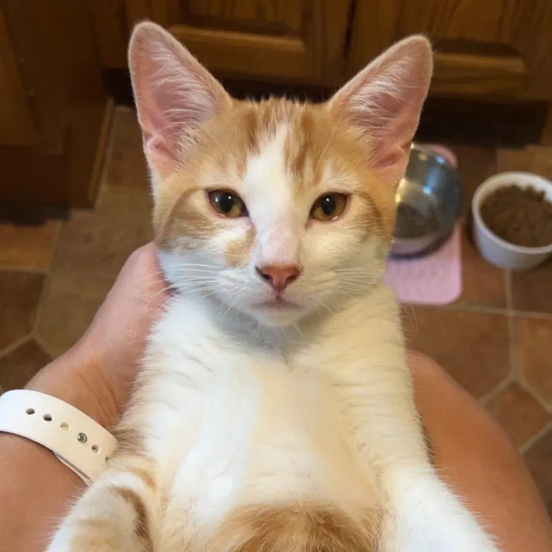 Pewee, a male kitten up for adoption