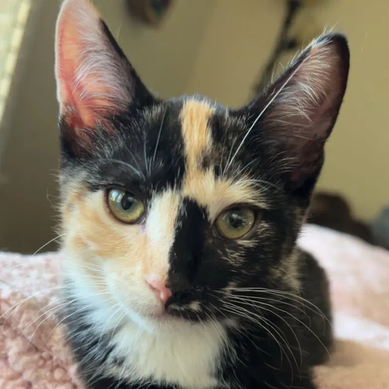 Phoebe, a female kitten up for adoption