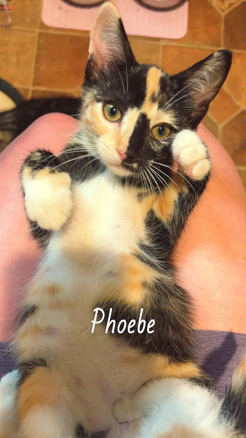 Phoebe, photo 2