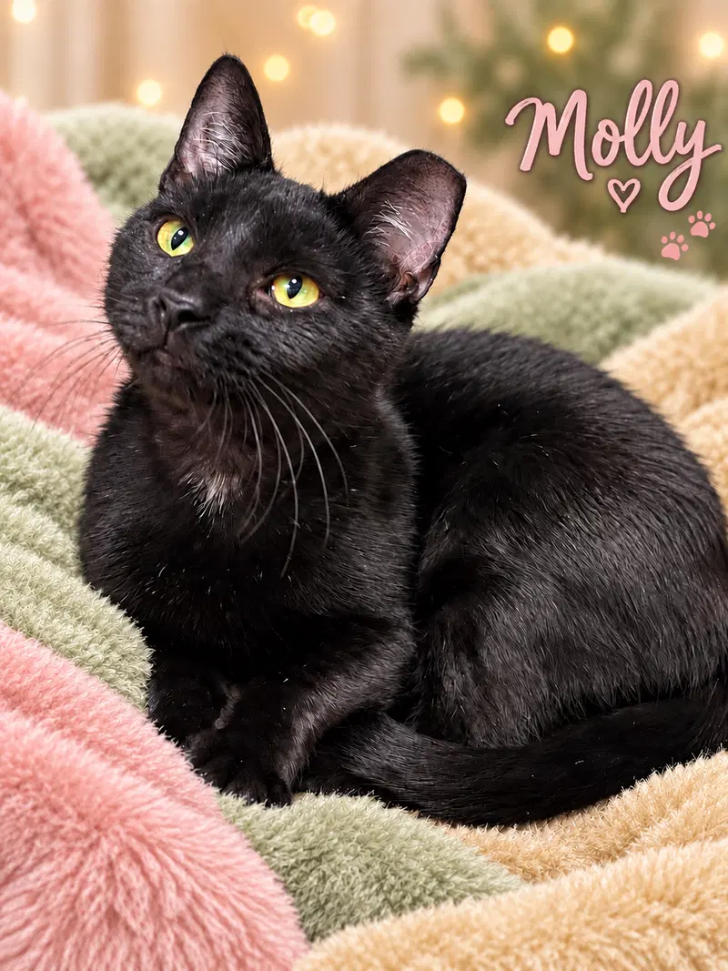 Molly Willow Grove, photo 3