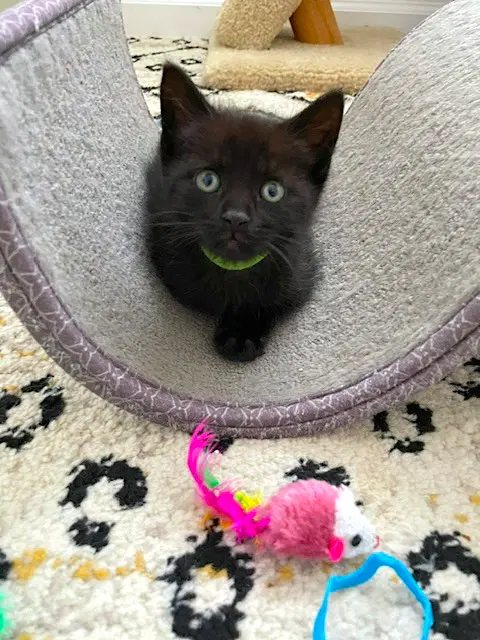 Sparky, a male kitten up for adoption