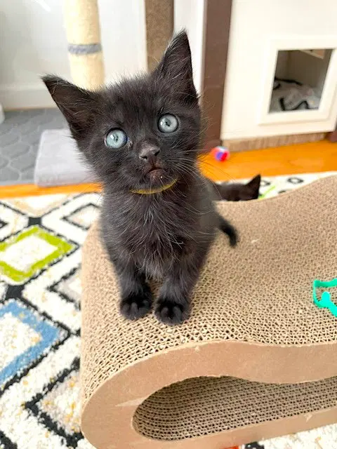 Blaze, a male kitten up for adoption