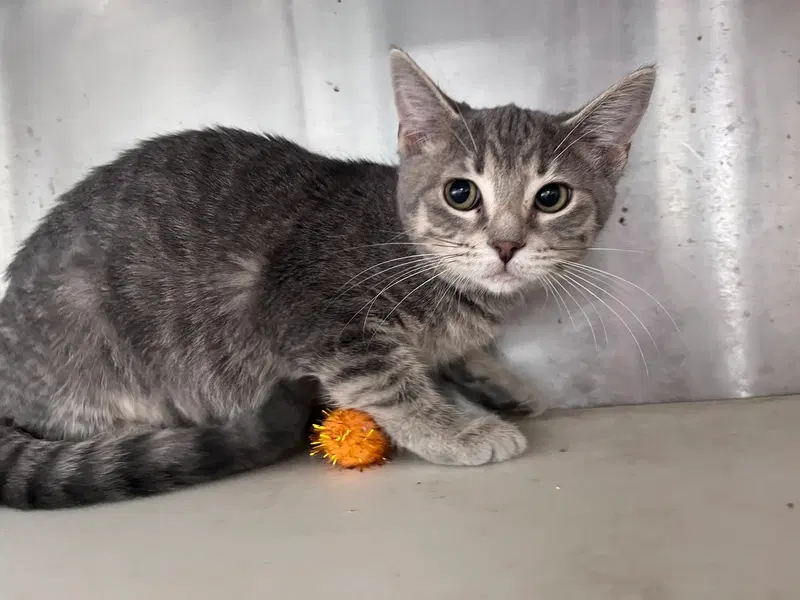 Ersa, a female kitten up for adoption