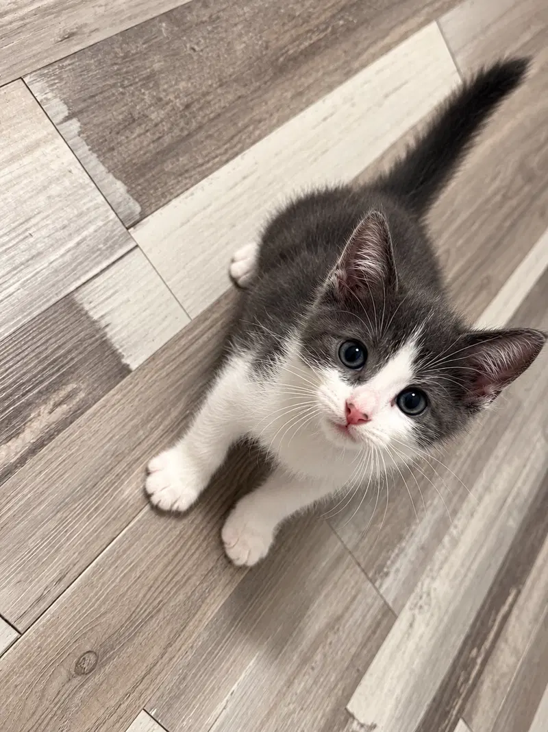 Freddy, a male kitten up for adoption