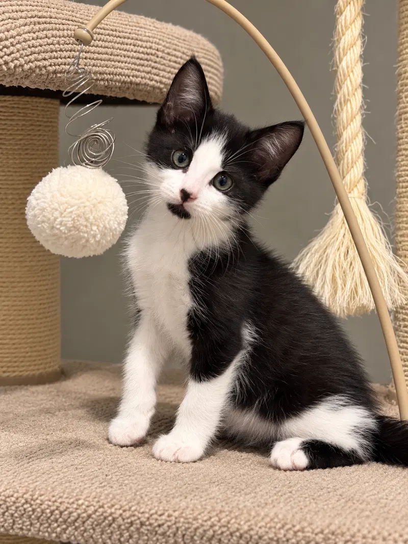 Jason, a male kitten up for adoption