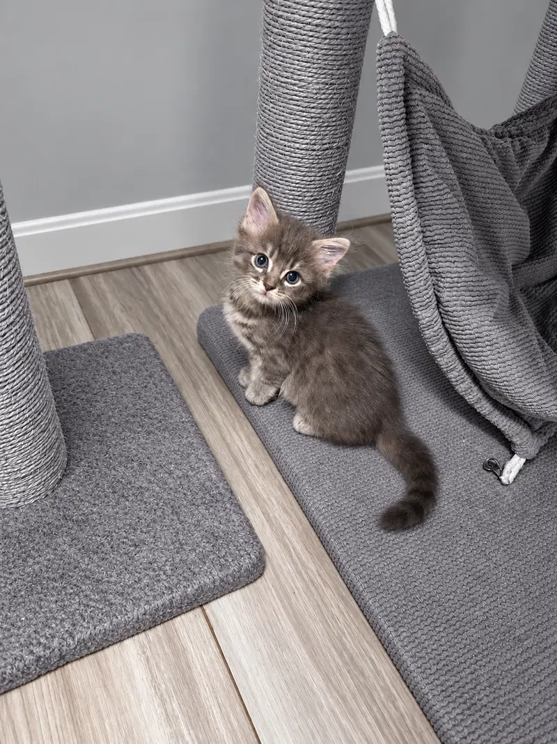 Annabelle, a female kitten up for adoption