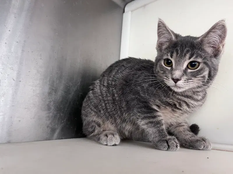 Eris, a female kitten up for adoption