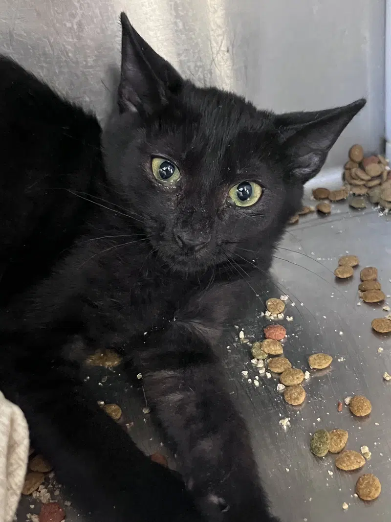 Gothic, a male kitten up for adoption