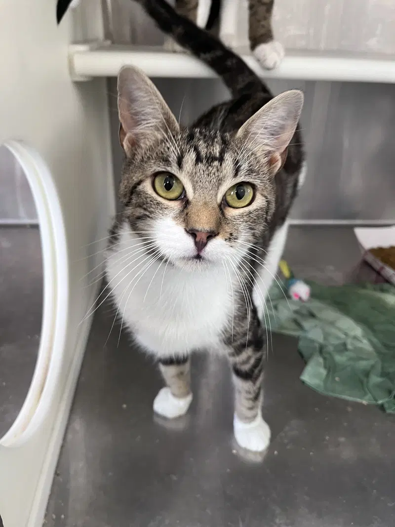 Raisin, an adult female cat up for adoption