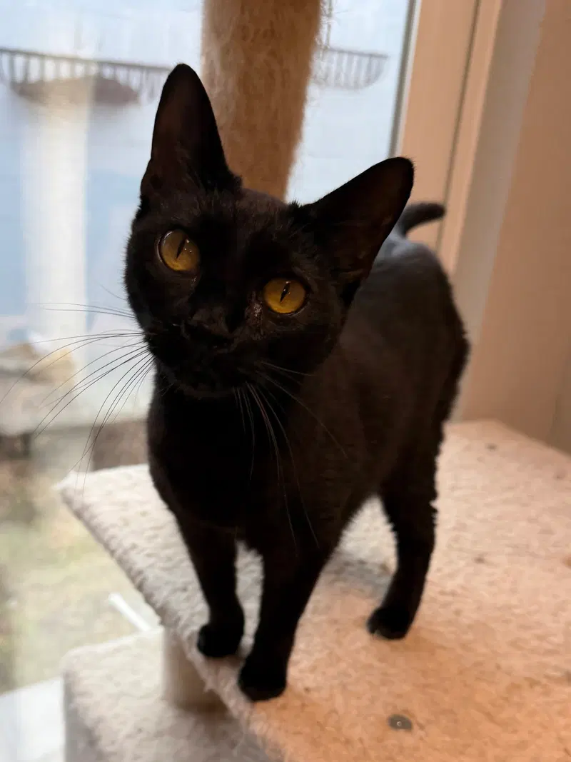 Black Pearl, a female cat up for adoption