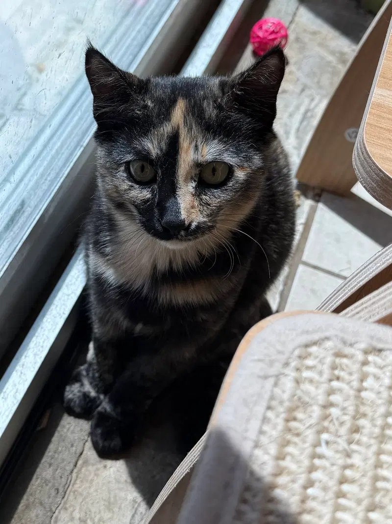 X Treme, a female cat up for adoption