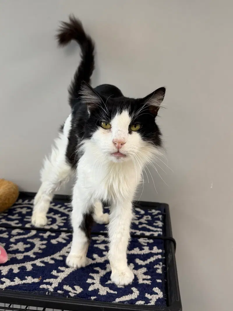 Dashboard, a male cat up for adoption