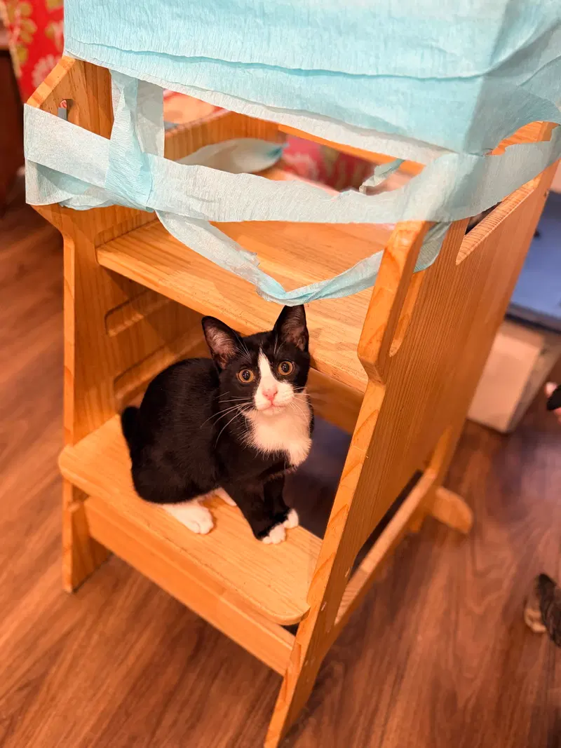 Bridezilla, a female cat up for adoption