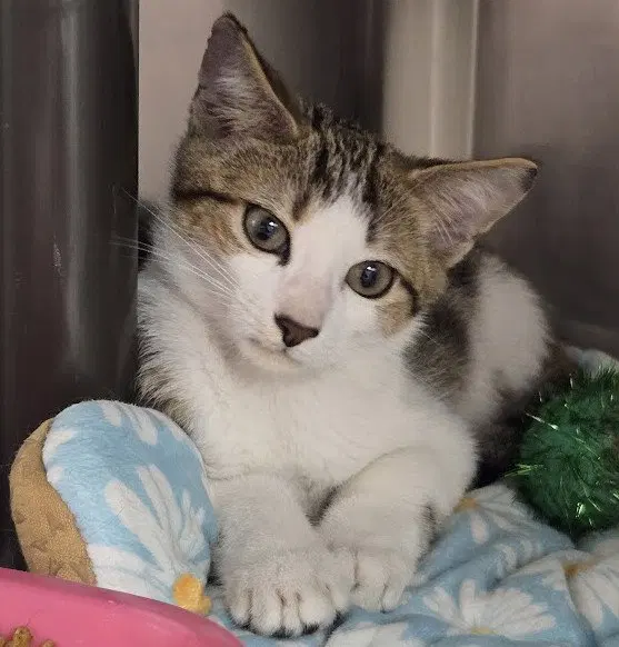 Littlefoot, a young male cat up for adoption