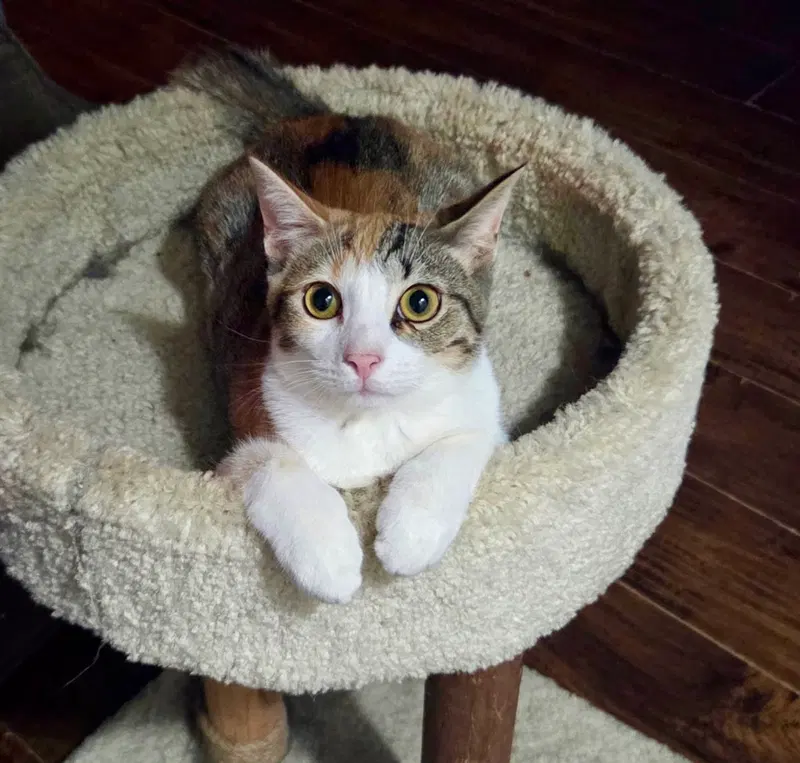 Cold Ginger Ale, a female cat up for adoption