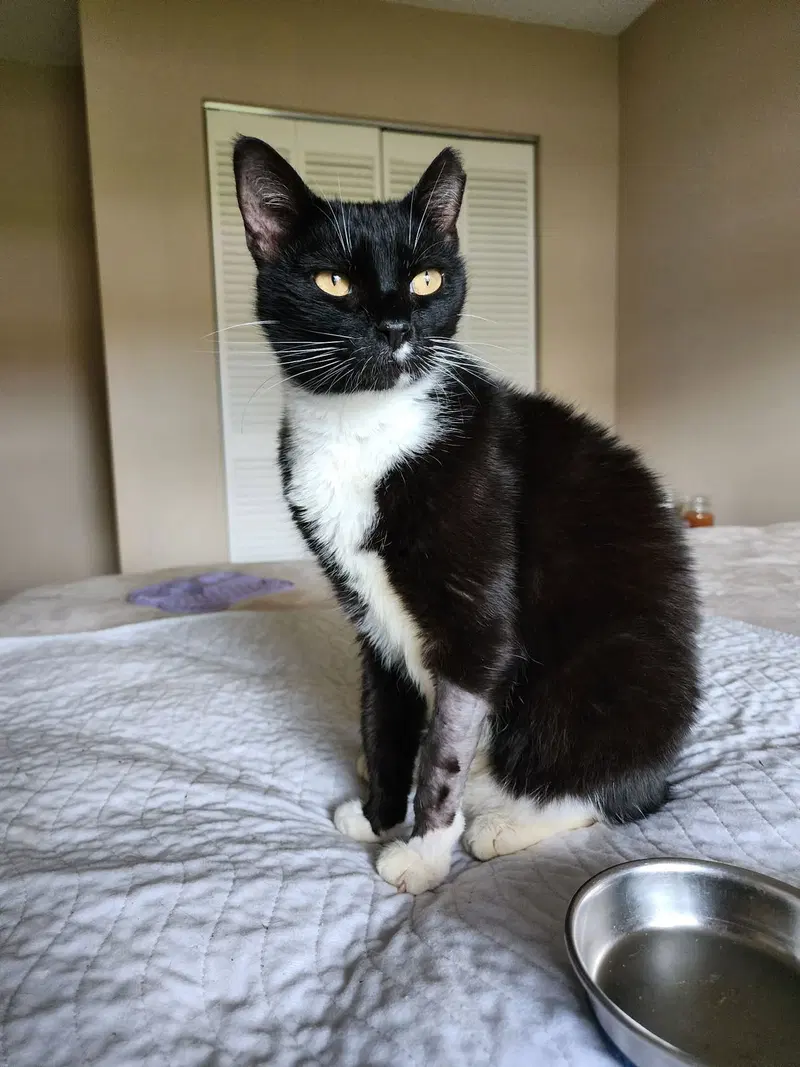 Mia, an adult female cat up for adoption