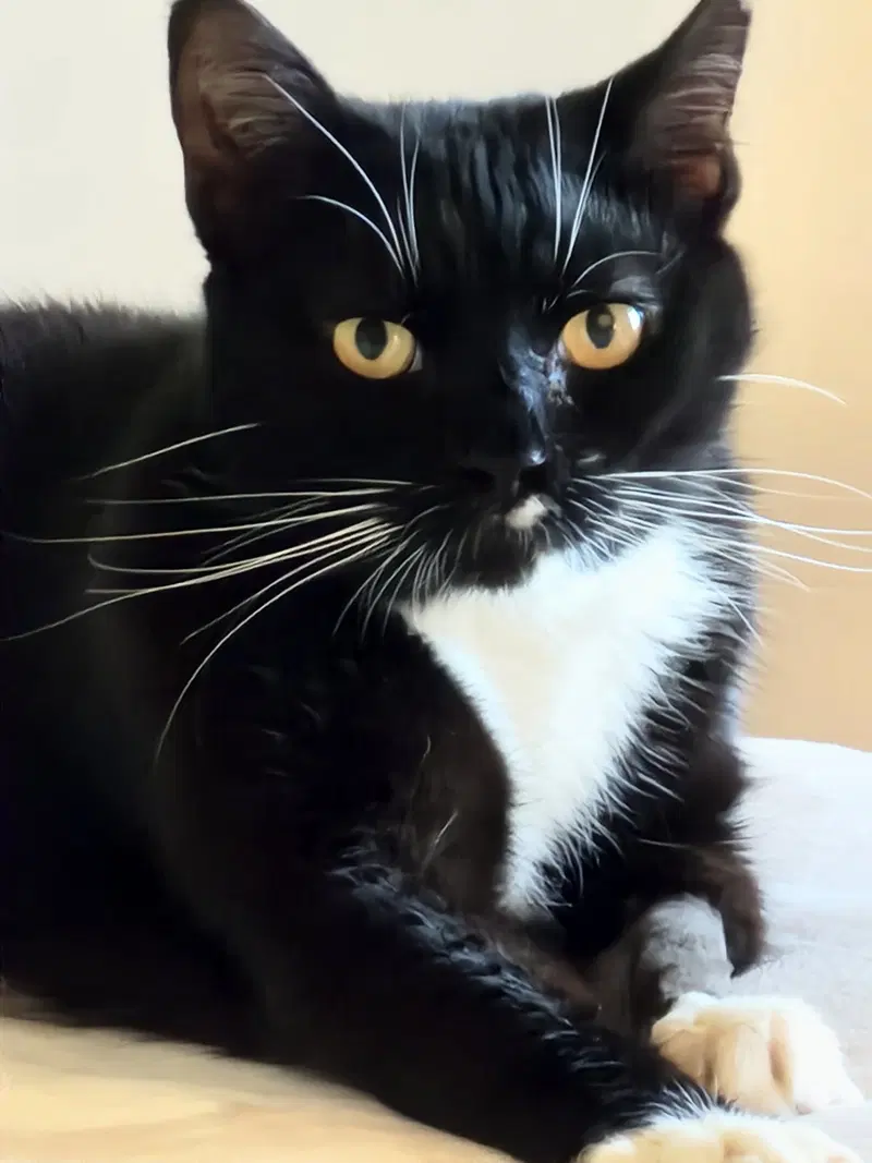 Mia, photo 2