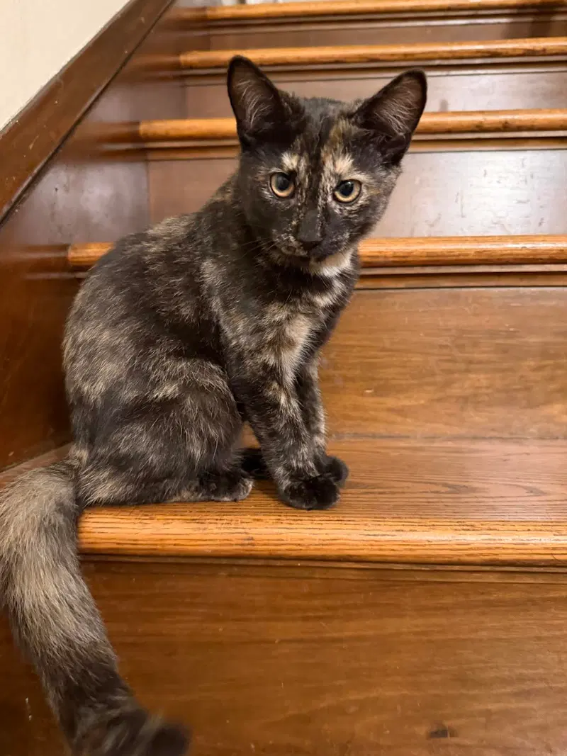 Emily Bronte, a female kitten up for adoption