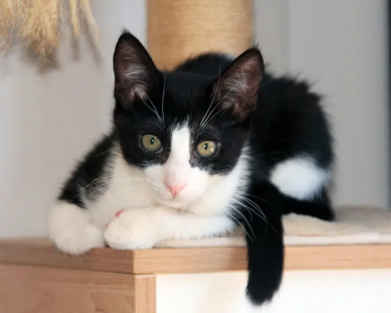 Pip II, photo 2