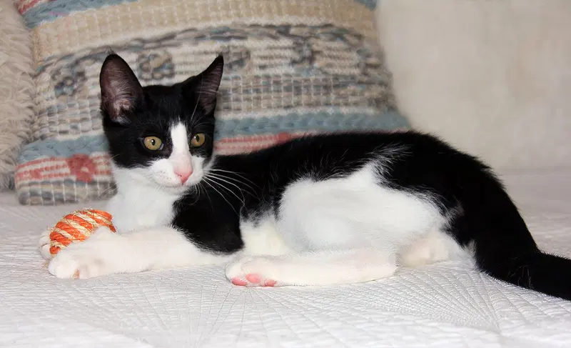 Pip II, photo 3