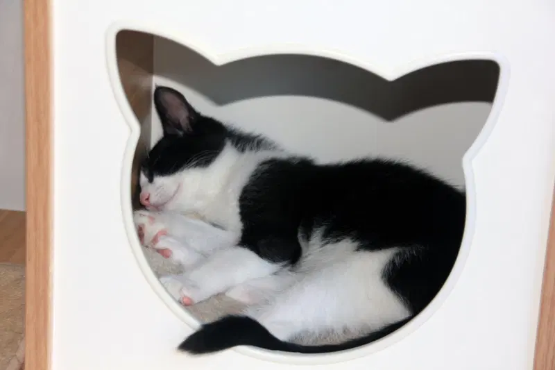 Pip II, photo 4