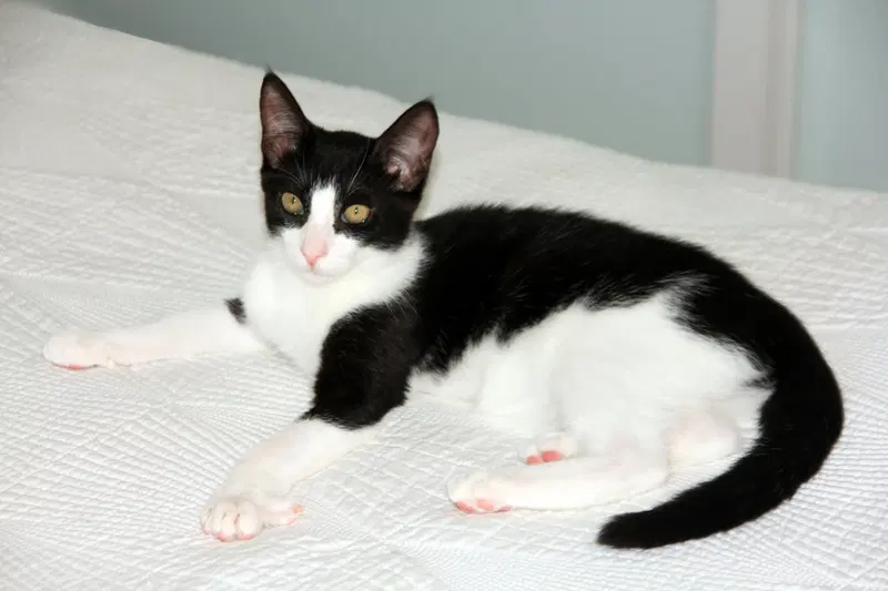 Pip II, photo 5