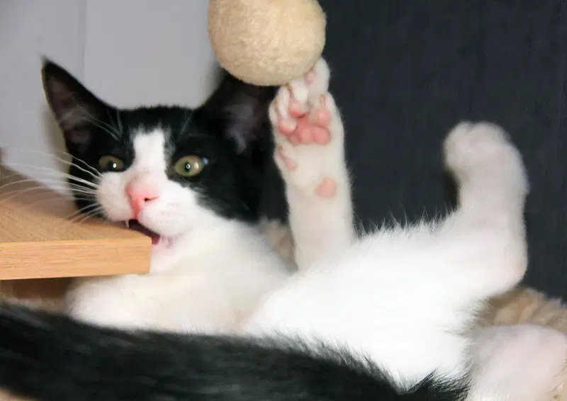 Pip II, photo 6