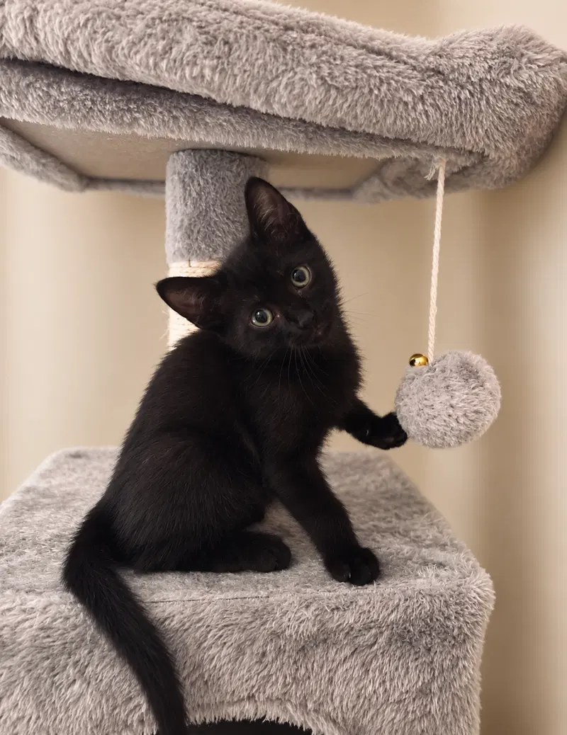 Oreo, photo 4