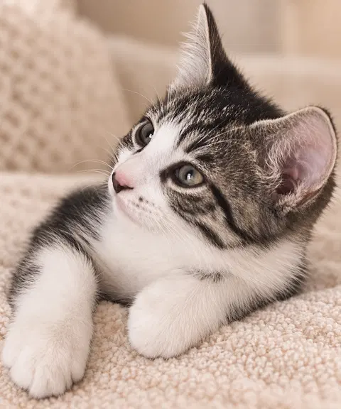 Watch the video of Cupcake