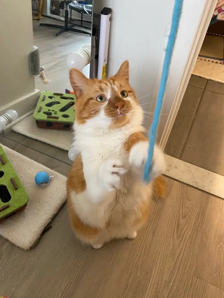 Spock, an adult male Maine Coon cat up for adoption