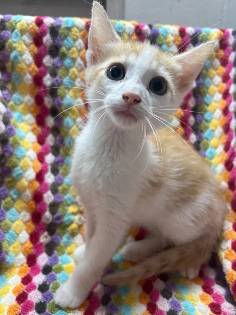 Apple Jack, a male kitten up for adoption