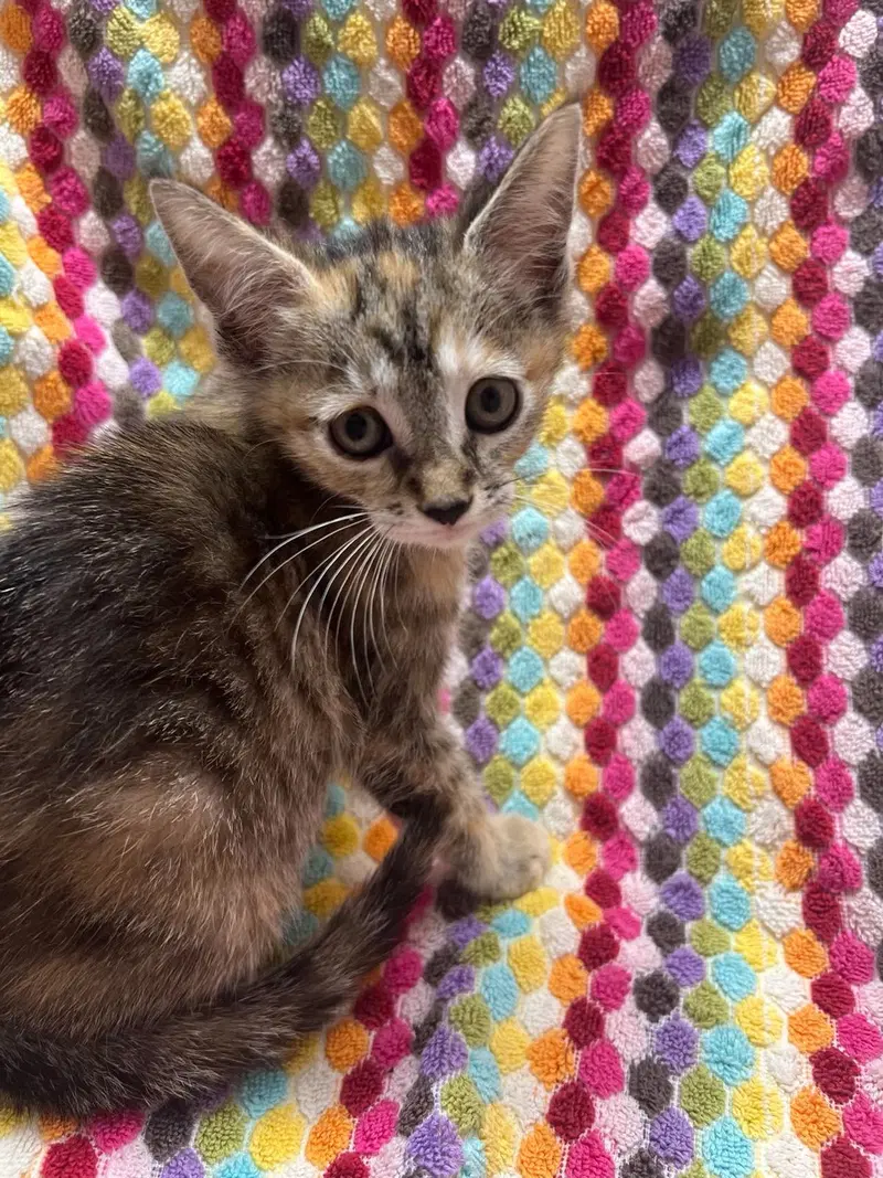 Raisin Bran, a female kitten up for adoption