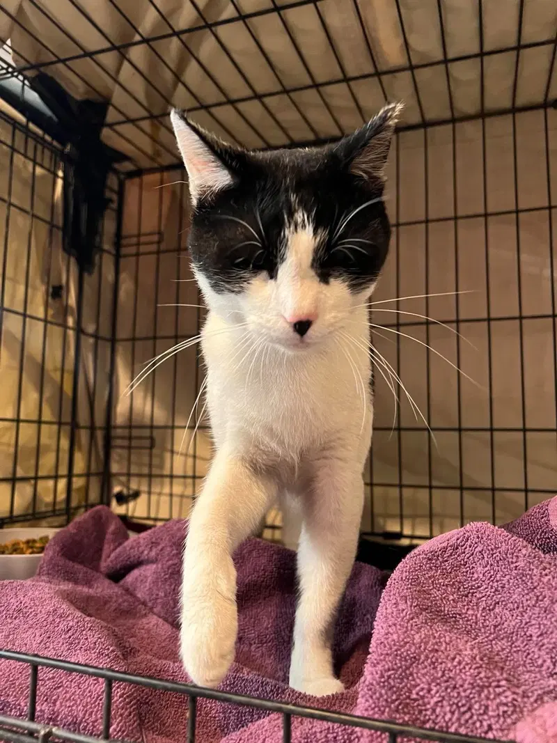 Captain Crunch Berries, an adult male cat up for adoption